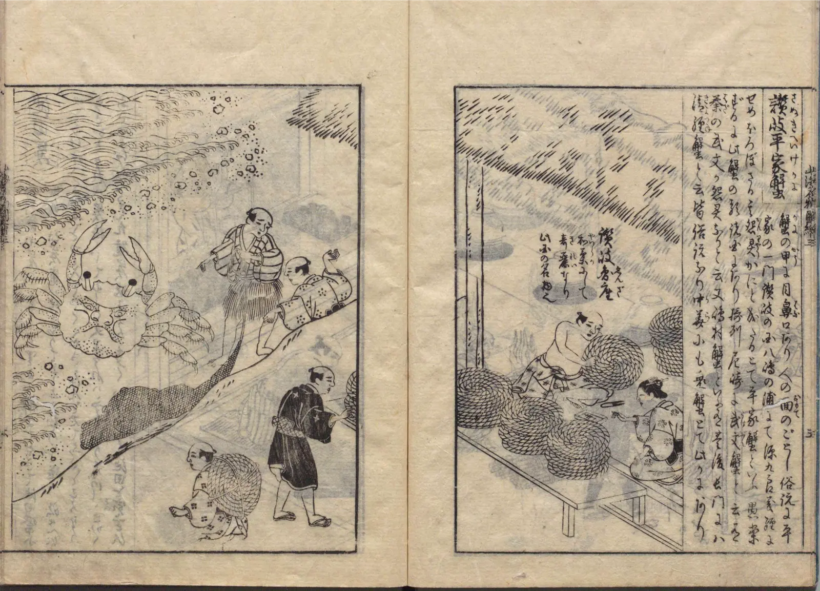 讃岐平家蟹の図