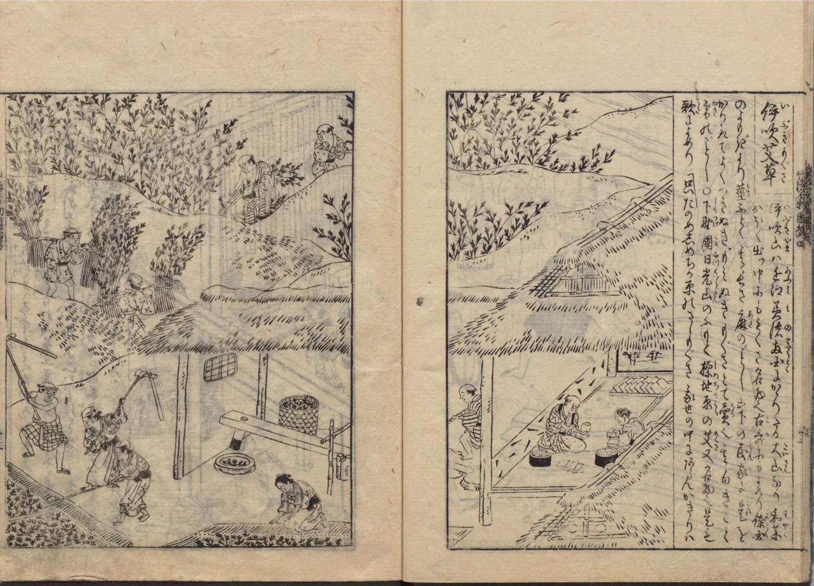 伊吹艾草の図