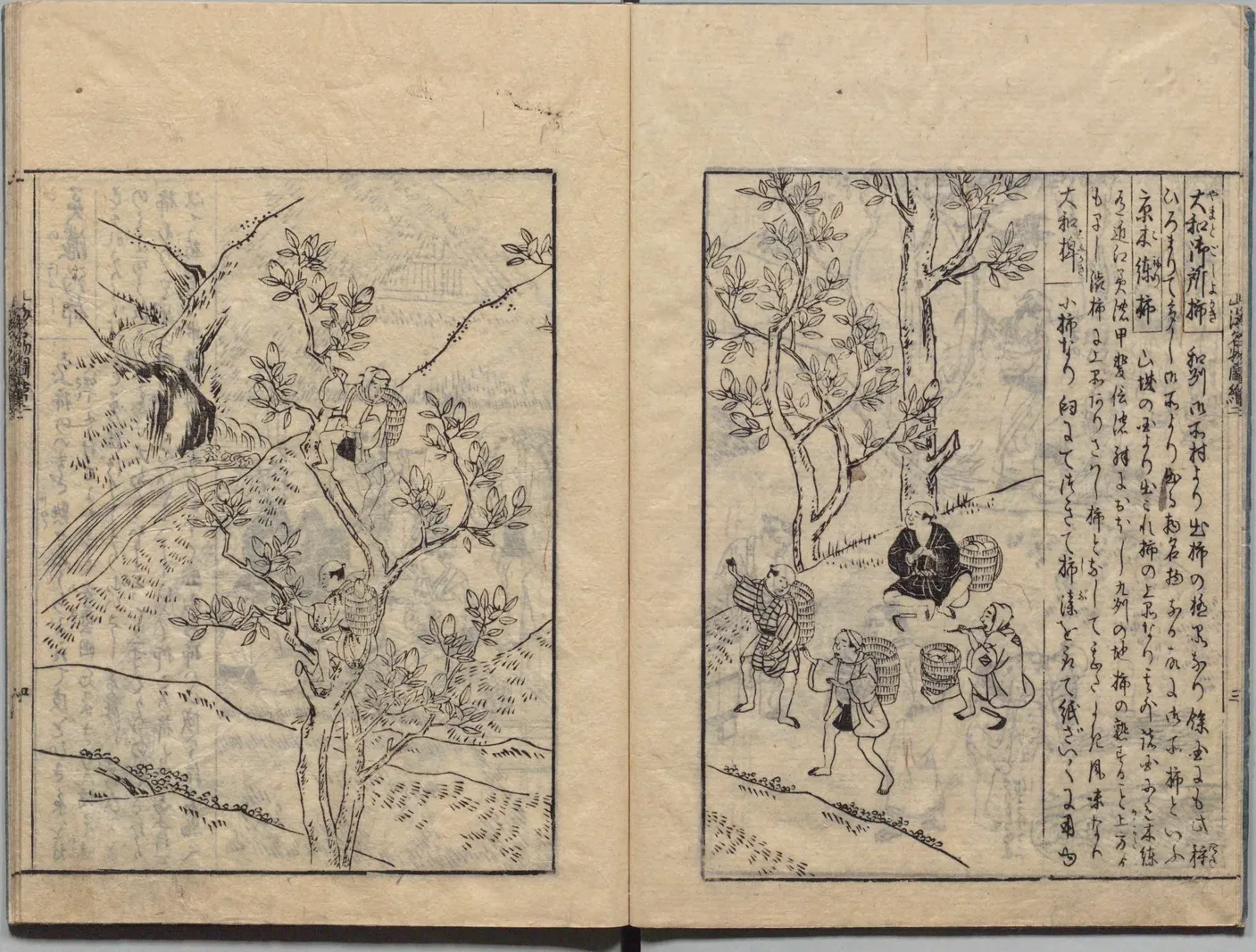 大和御所秤と木練柿の図