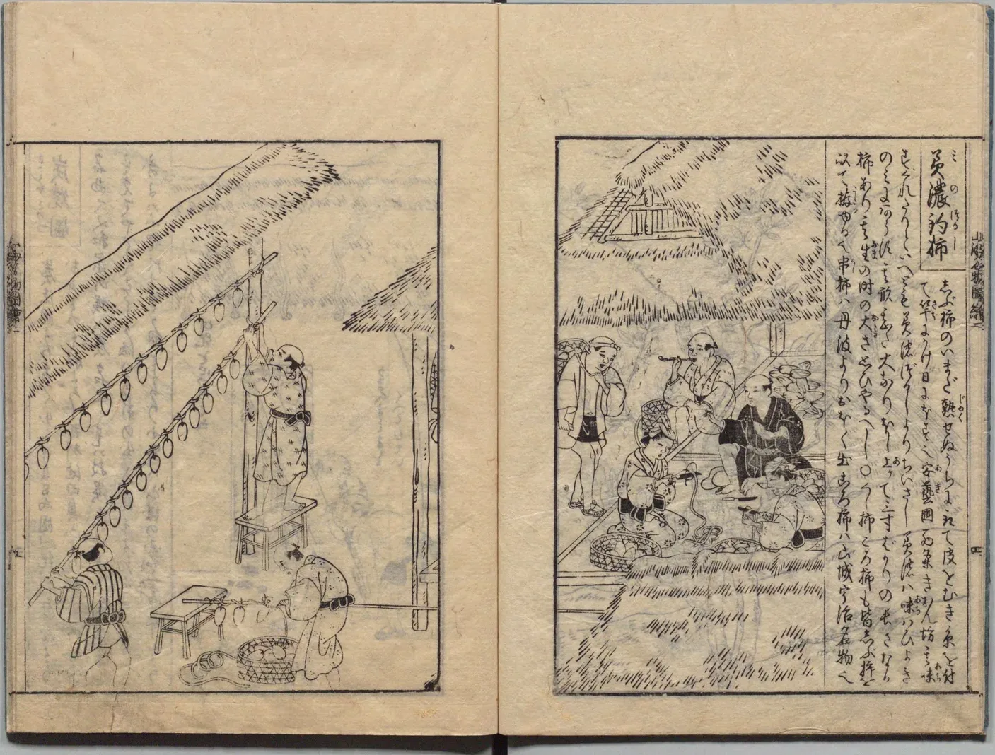 美濃釣柿・串柿の図