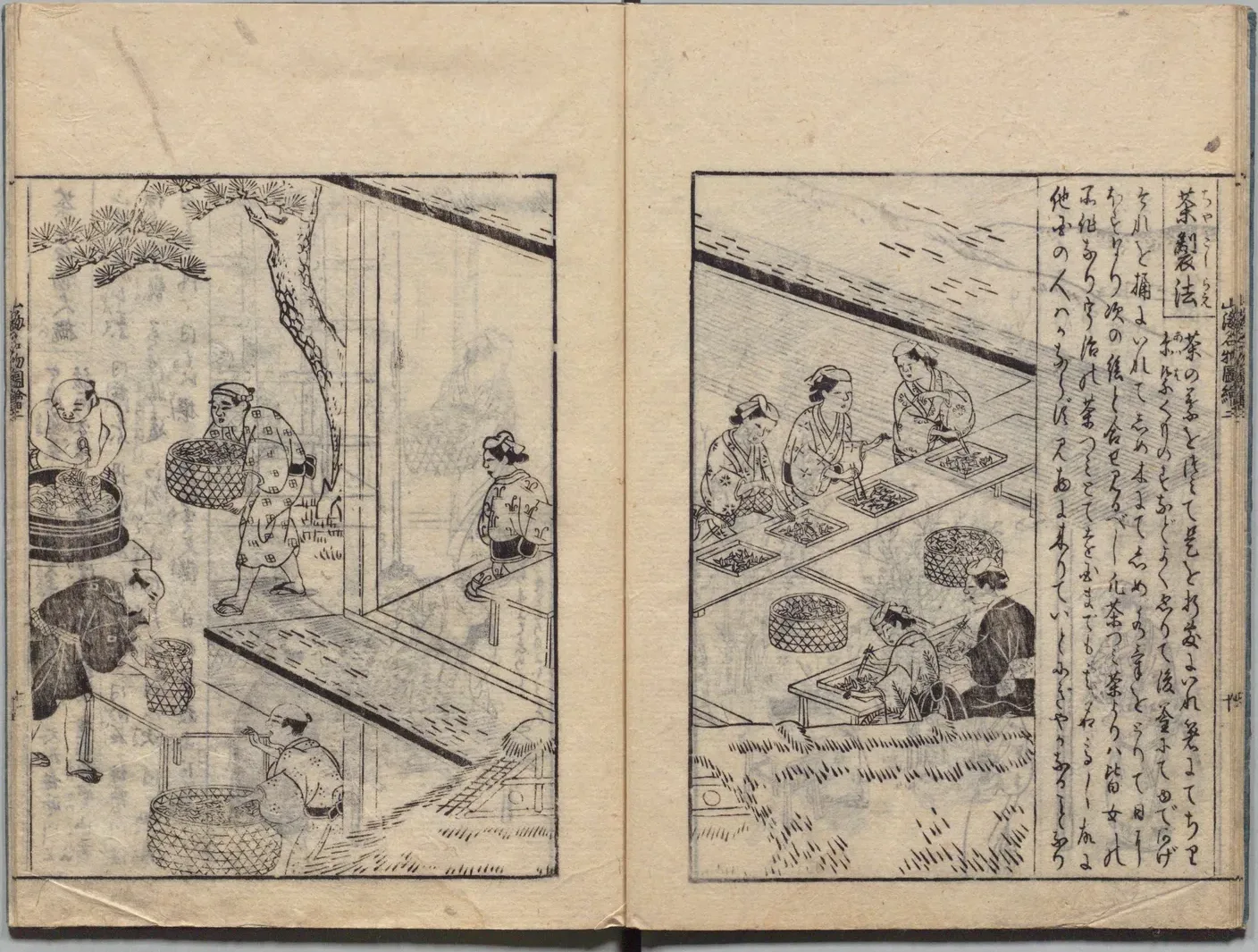 宇治茶摘みの図