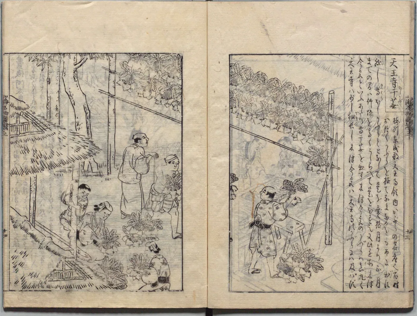 天王寺かぶらの図