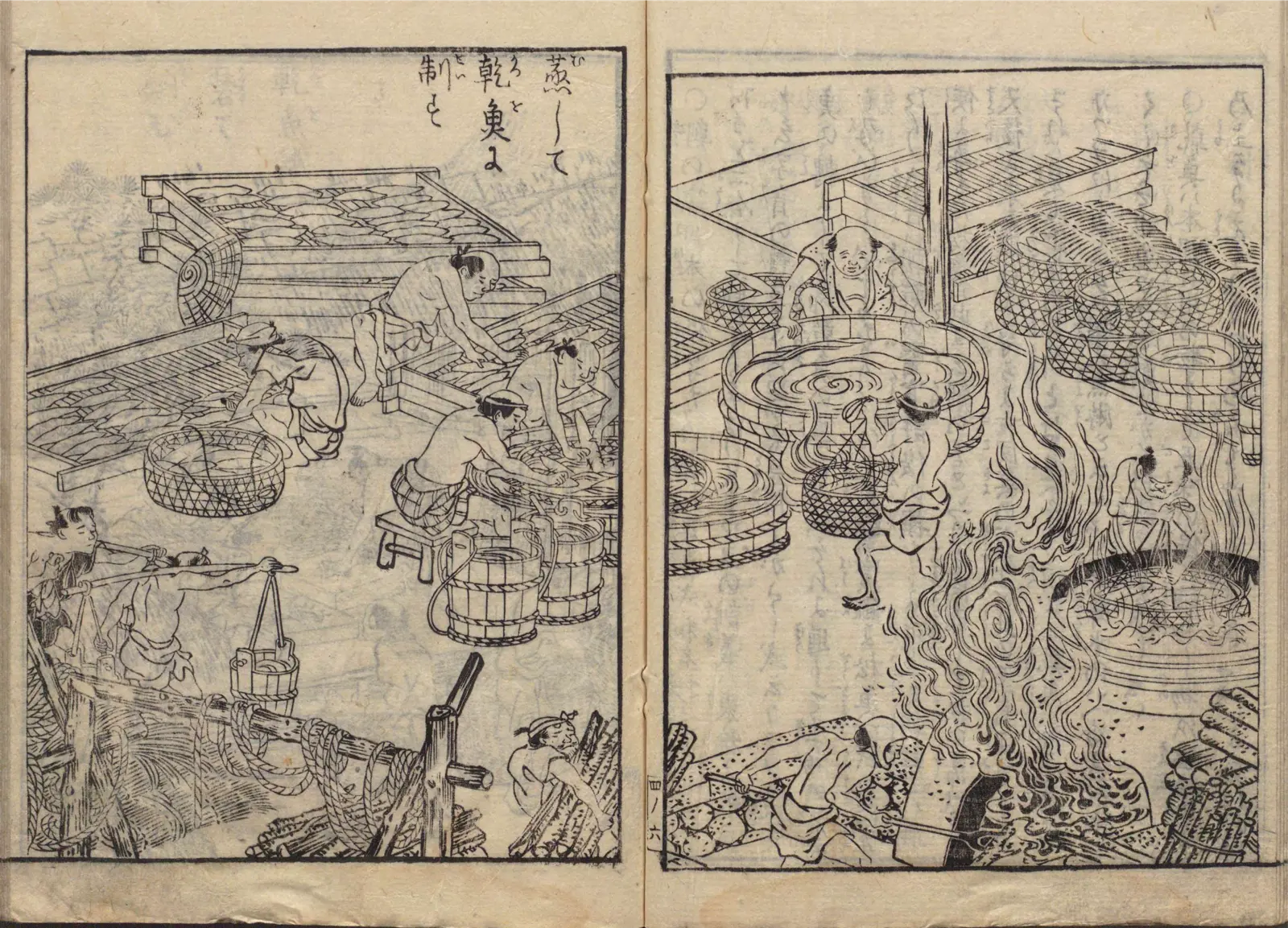 鰹節の蒸し・乾燥加工の図