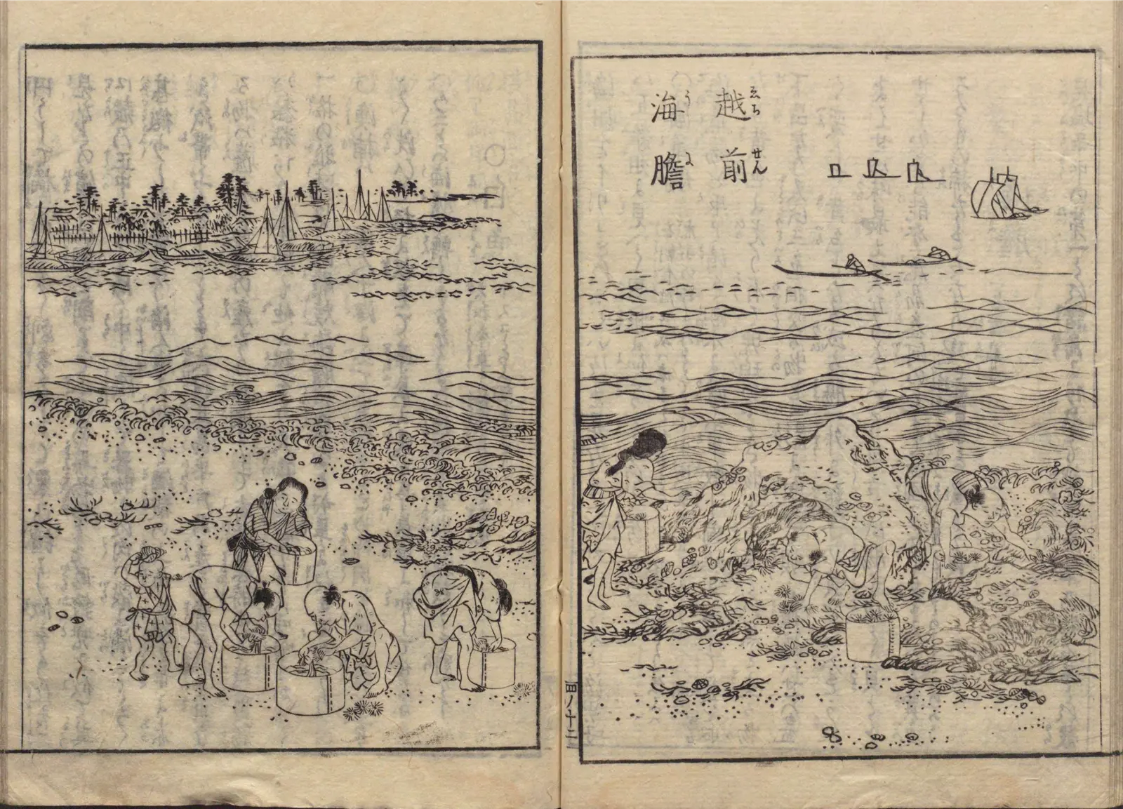 越前海膽採りの図