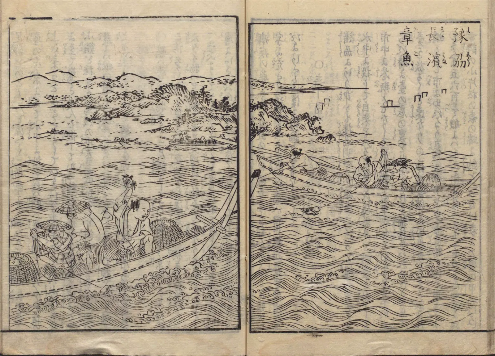 豫州長濱章魚釣の図
