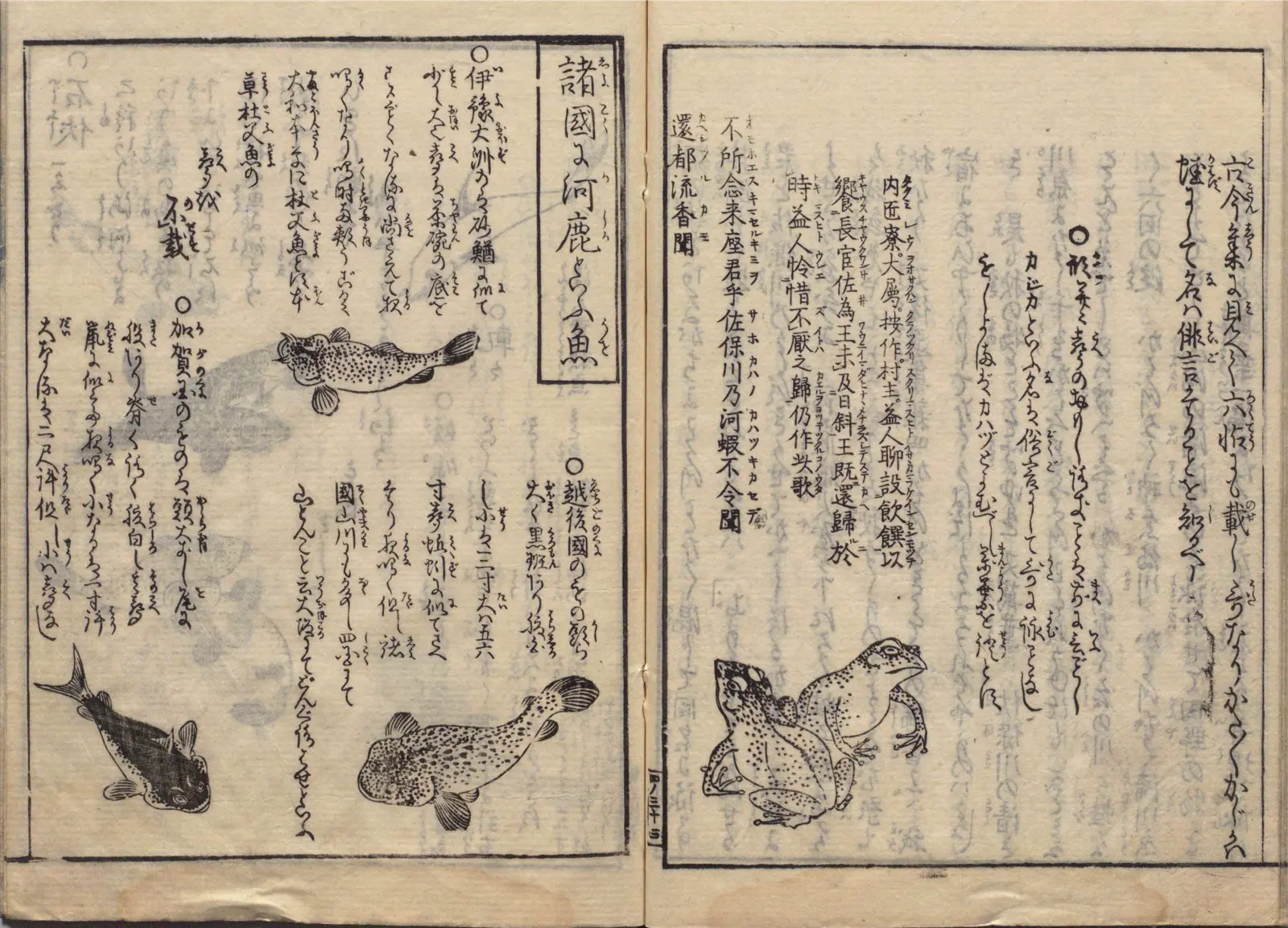 諸国之河鹿と云魚の図