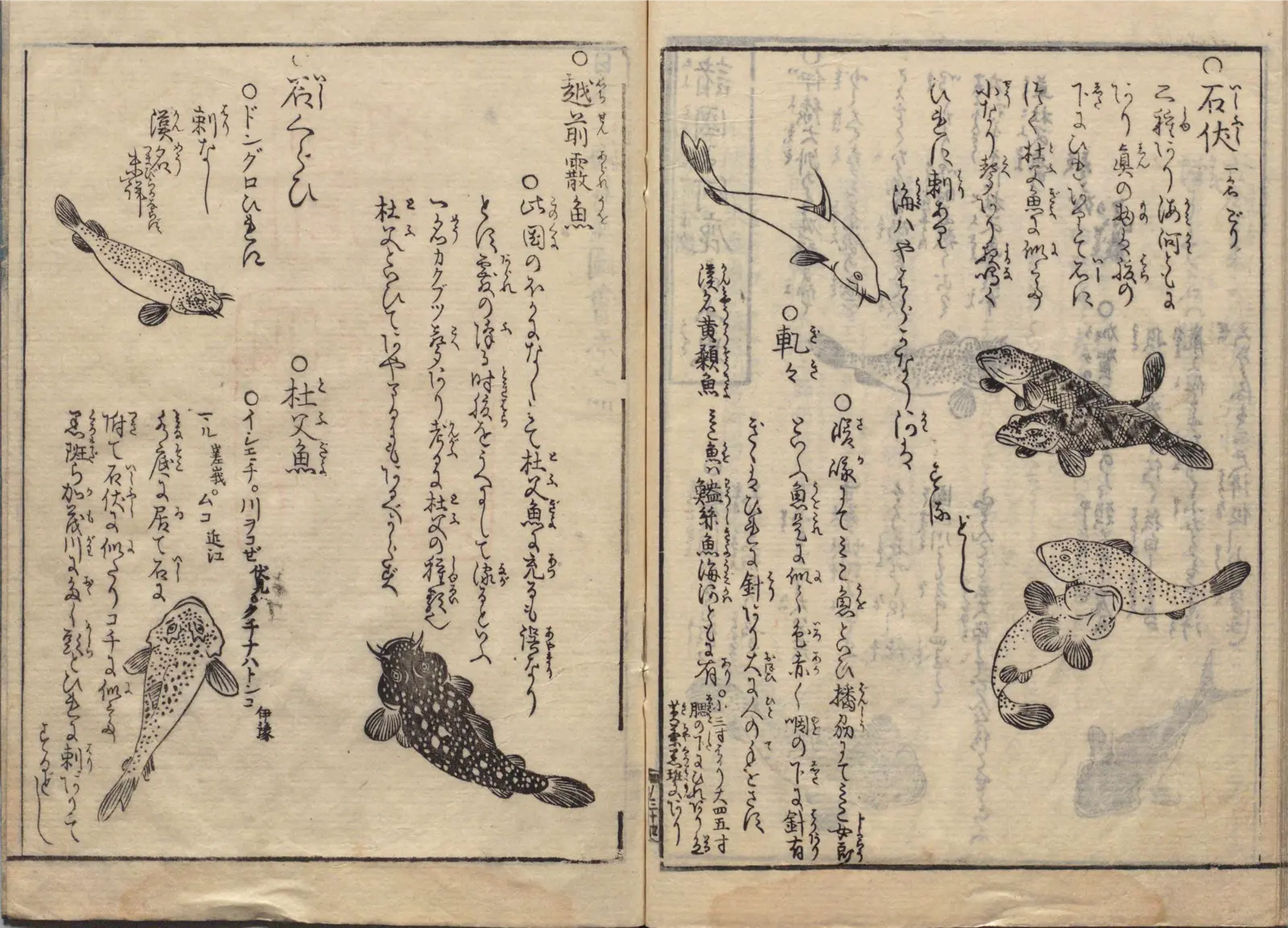 石伏・車々・越前霰魚・杜父魚の博物図