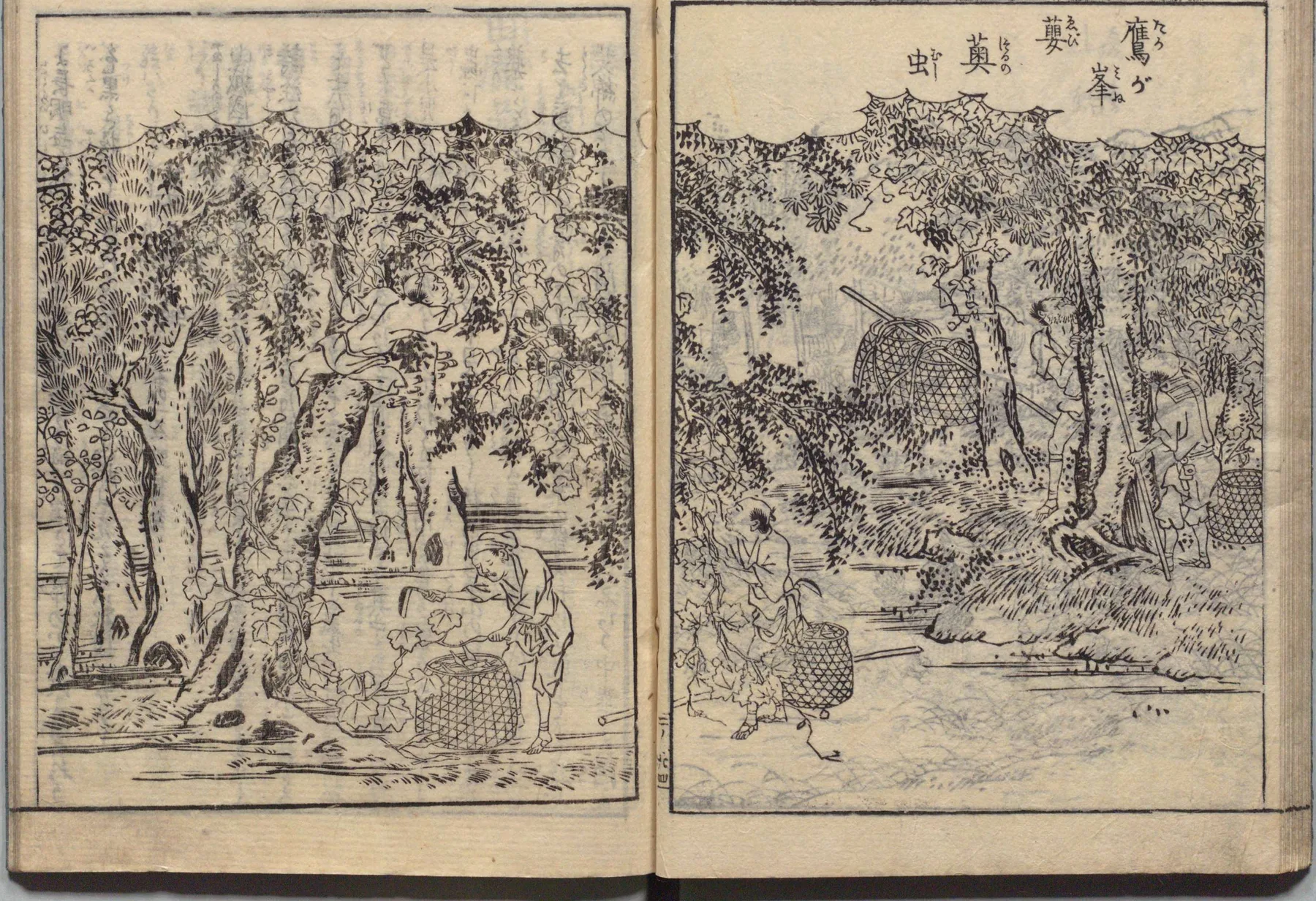 深山での霊芝・茸採集の図