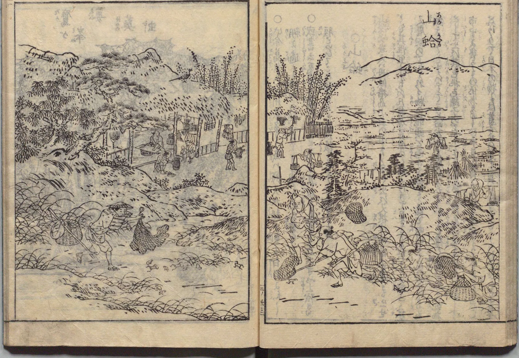 山蛤の捕獲風景