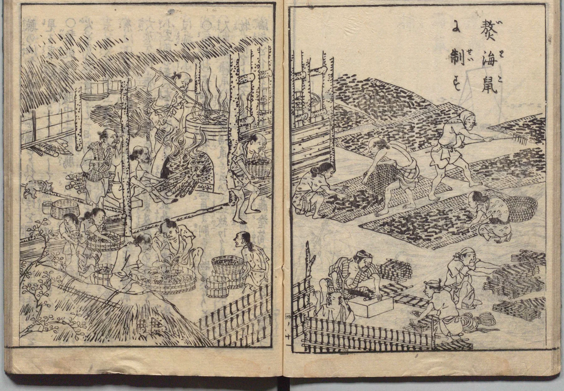 熬海鼠の加工図