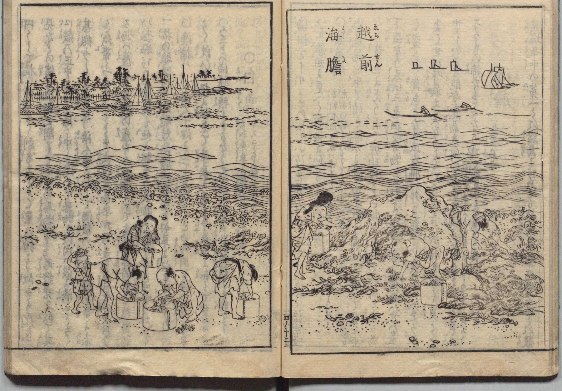 越前・海膽（うに）の漁と時雨蛤の図