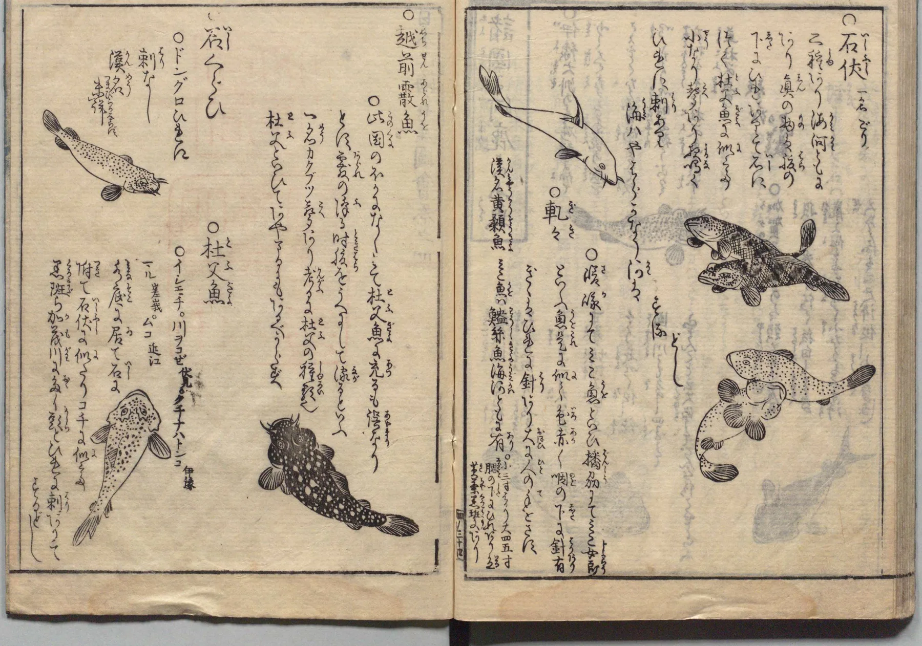 石伏・越前赤虫・飯鮒などの博物図