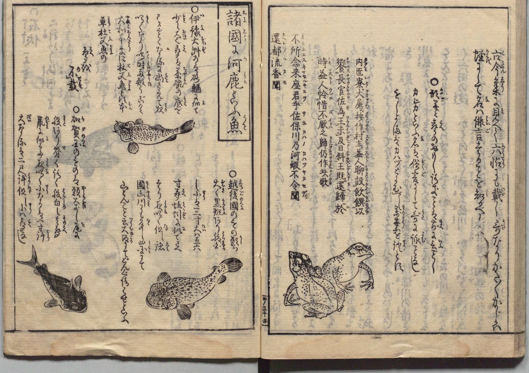 諸国の阿鹿からす魚・河鹿の図